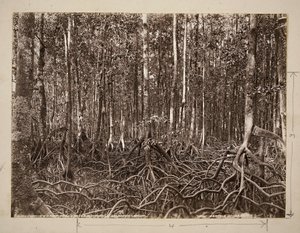 En mangrovesump, Pachu River, Choiseul, Solomon Group (gelatinsølvtrykk) av John Beattie
